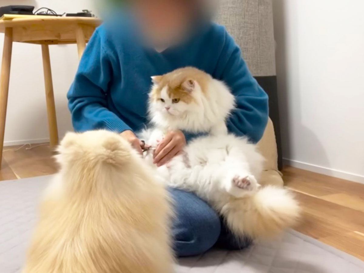 猫を抱き上げて『爪切り』していたら、犬が勘違いして…悶絶必須の尊すぎる姿が12万再生「キレてもただ可愛いw」「優しい世界」の声