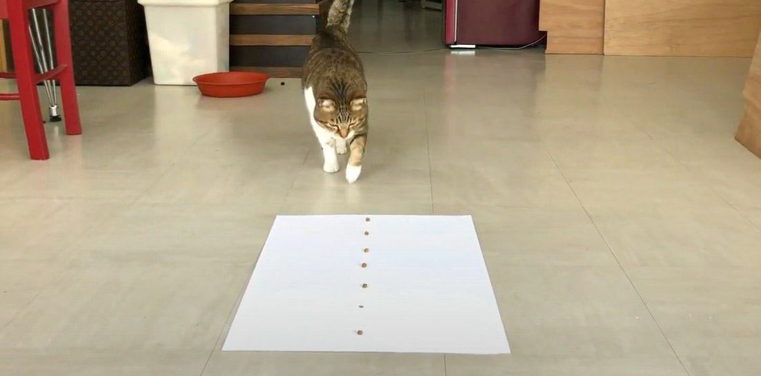 猫に『一つだけ描いたご飯ドッキリ』しかけたら…まさかの"検証結果"が可愛すぎると反響「にやけが止まらん」「気になってるｗ」の声