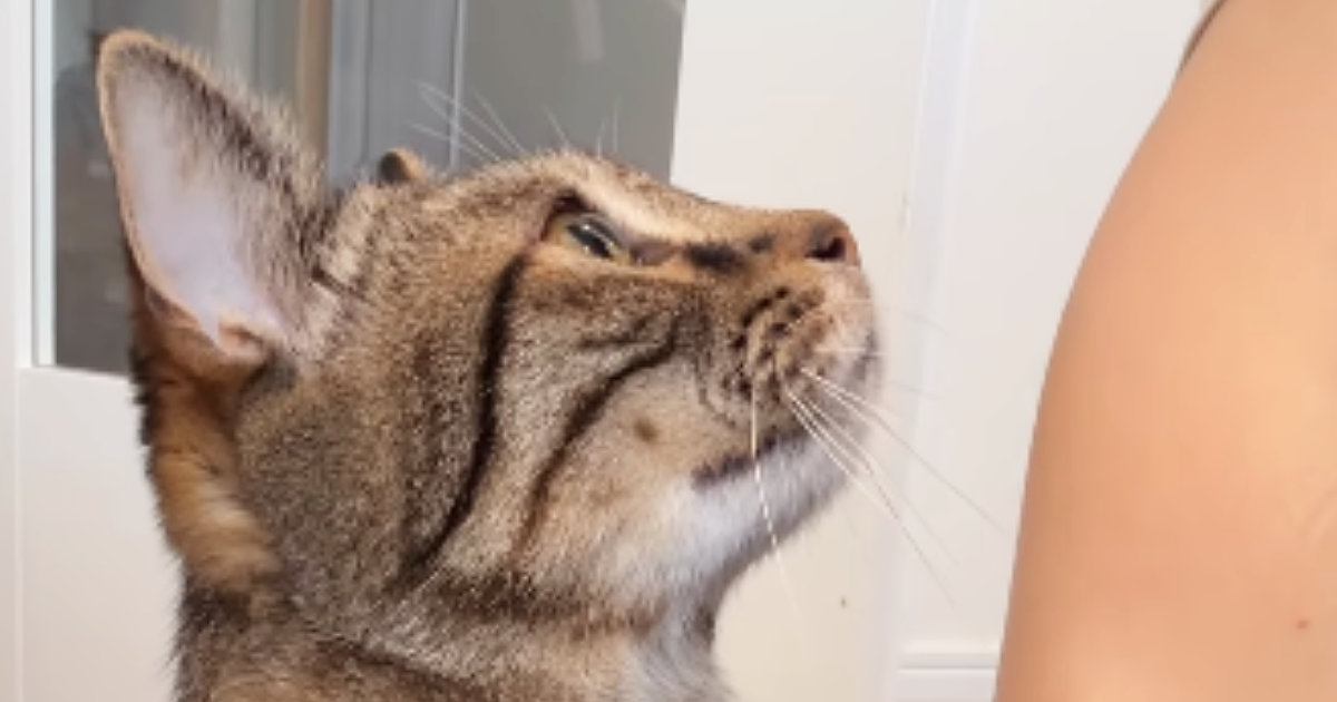 『かまってほしい猫』→飼い主の横に座ると…人間味あふれすぎる『アピールの様子』に「ねぇって言ってるｗ」「かわよいｗ」と癒される人が続出