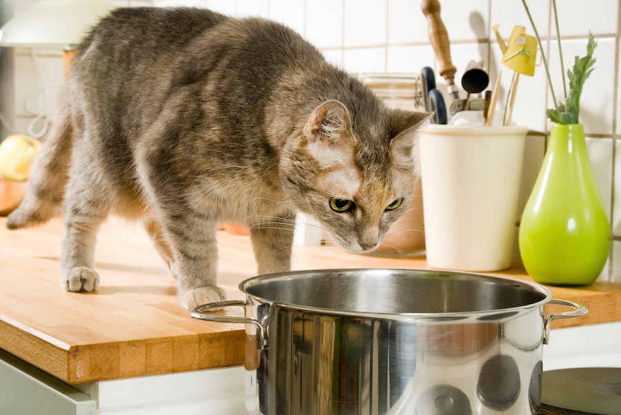 猫がラップを食べてしまった時の対処法