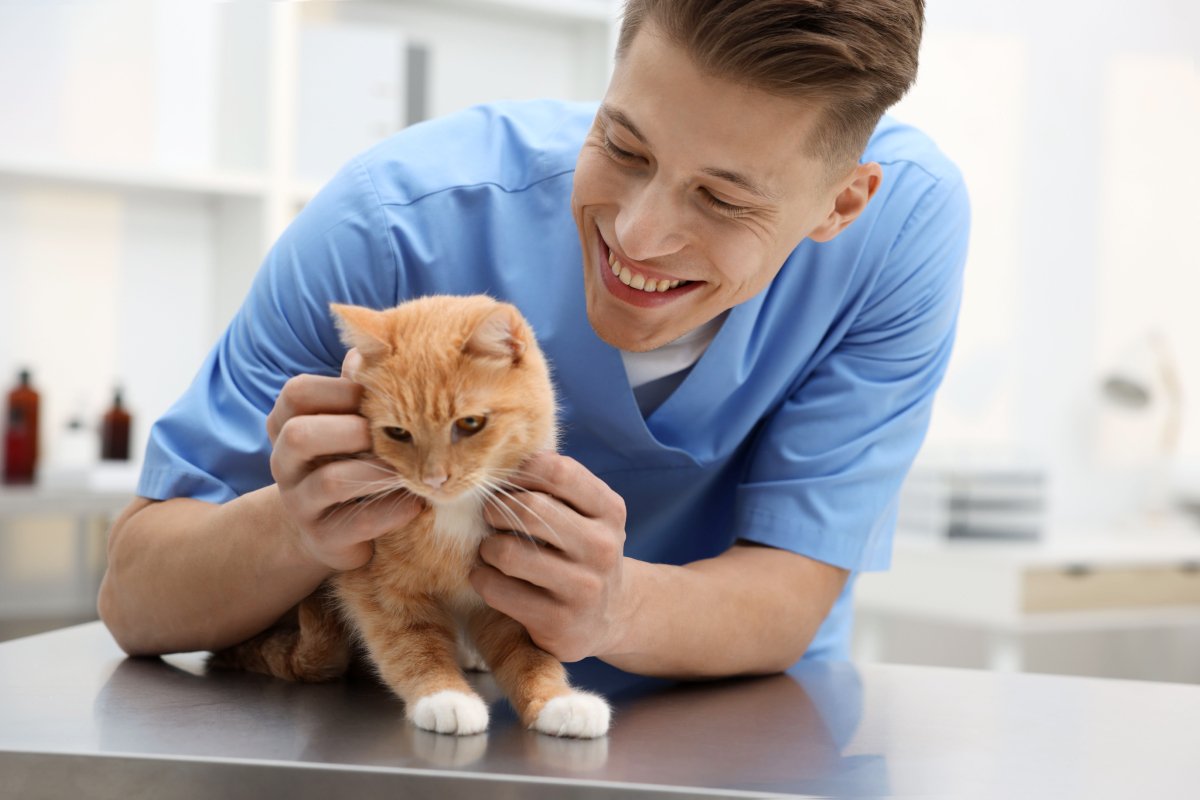 猫の寿命を伸ばすには『飼い方』が重要？　長生きにつながる5つのポイントや注意点まで解説