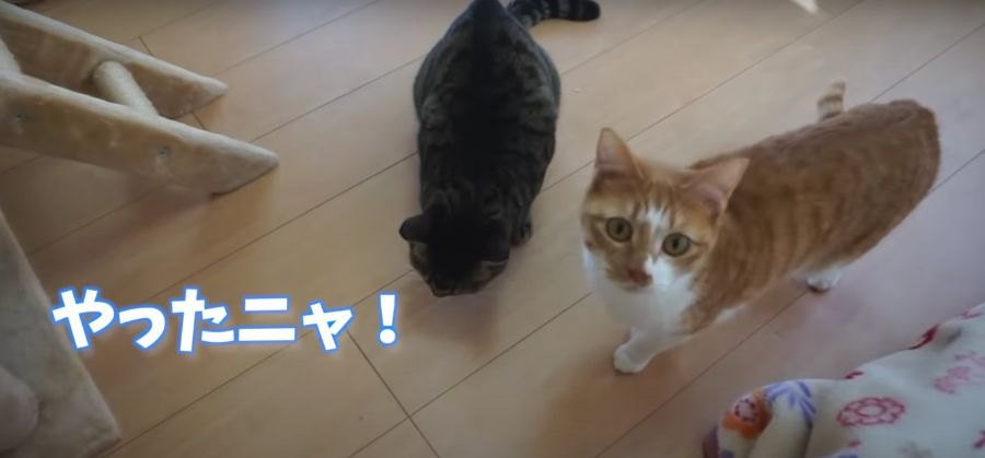 パパのポケットに隠されたおやつ！猫ちゃんは気付く？