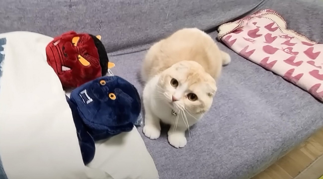 布団に入ろうとした猫→すでに『先客』がいた結果……可愛すぎる『まさかの結末』に「本当に癒された」「とても尊い」と18万再生の反響