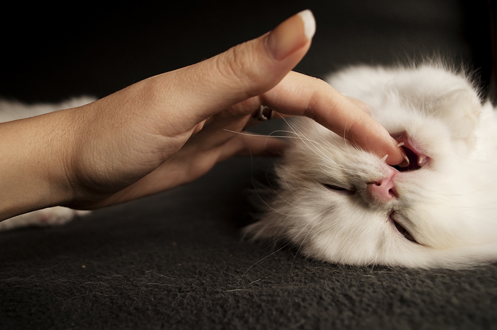 子猫が噛むことの意味やそのしつけ方について