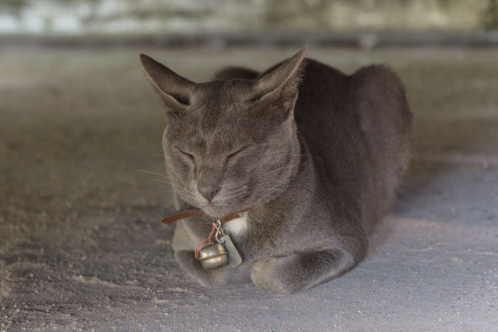 猫と芸術家のスピリチュアルな力の共通点とは