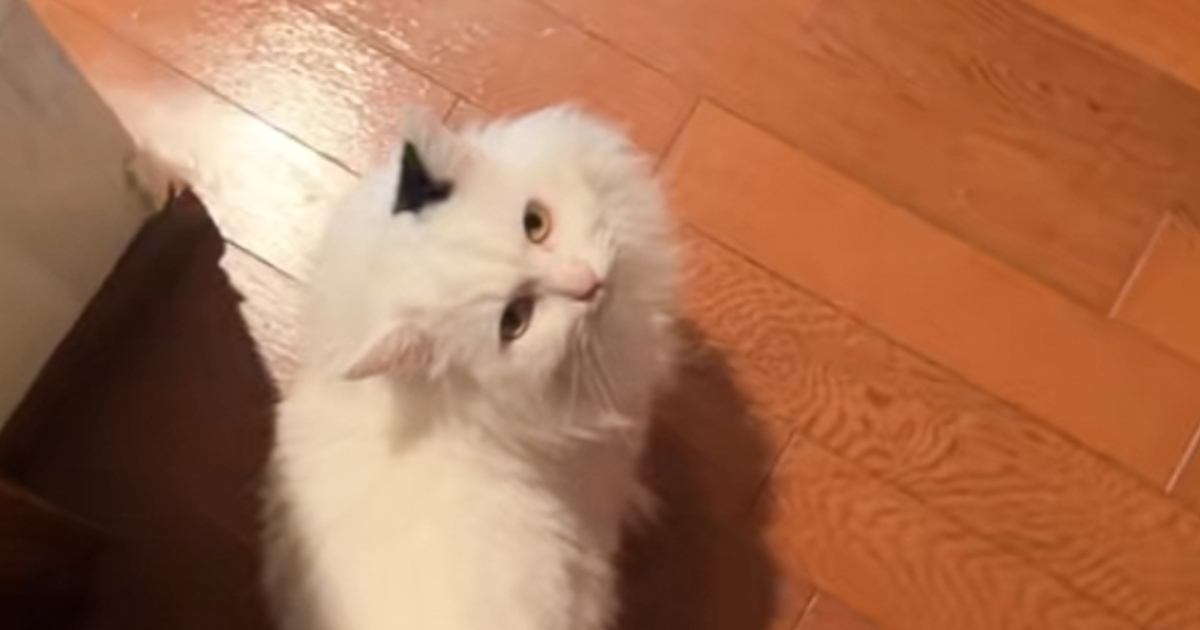 ネコを『遊び』に誘ったら…驚きとショックが隠せない『まさかの断り方』が13万再生「おもしろすぎるw」「わかりやすい」と爆笑の声