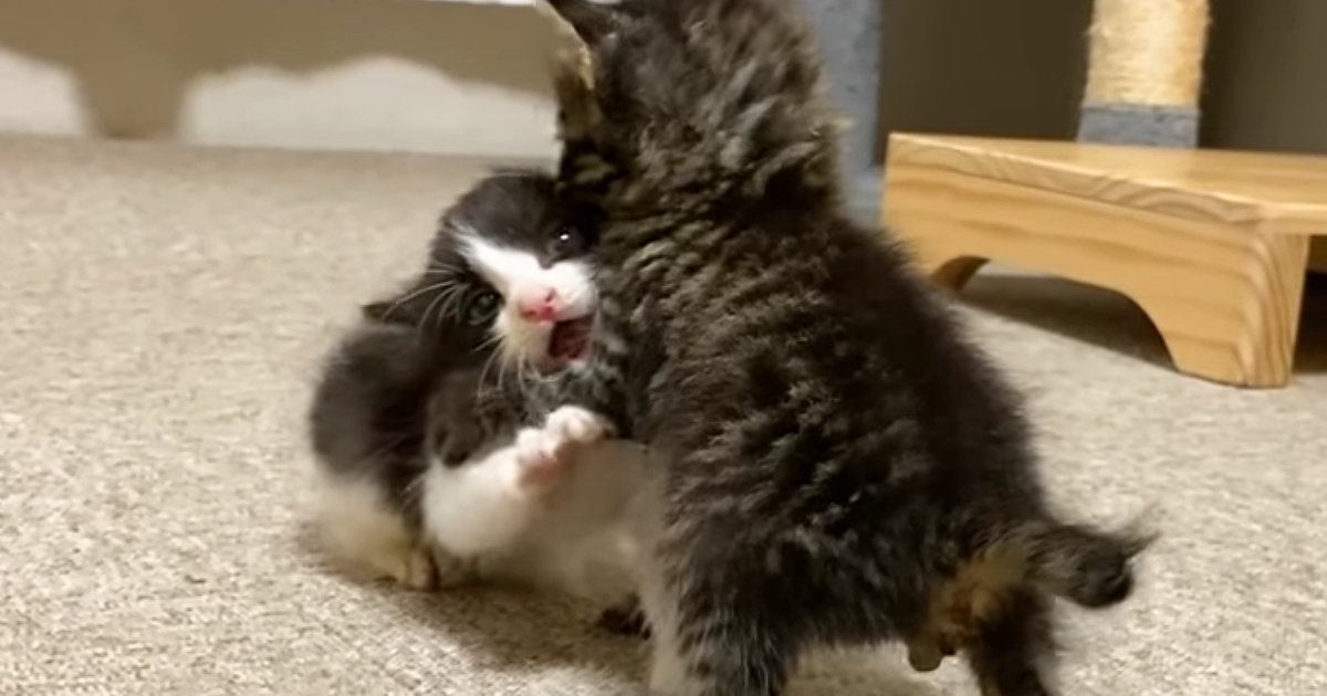 2匹の赤ちゃん猫が突然『ケンカ』を始めて…泣けてくるほど可愛い『赤ちゃん同士のやり取り』が90万再生「涙が出る」「最高に愛おしい」
