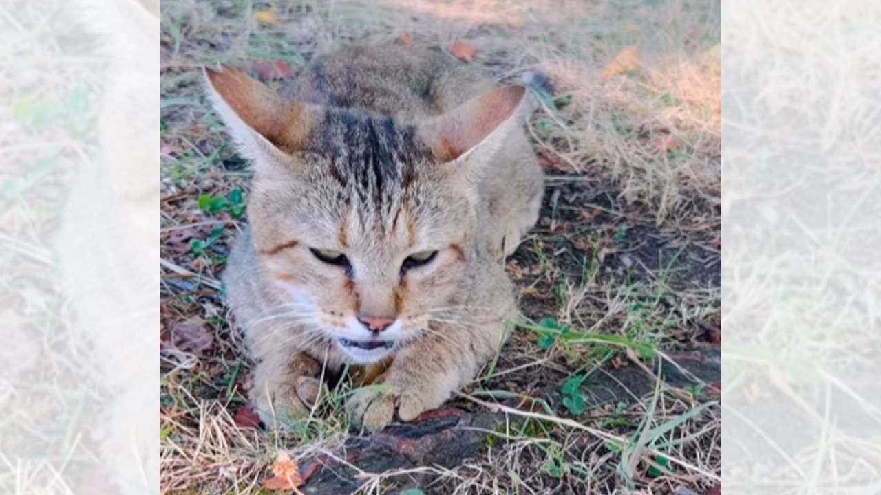 毎日猛暑の中で過ごしていた『痛々しい姿の猫』が救世主との出会いで…想像以上の変化に反響続々「願いが最高の形で叶った」「幸せな気持ちに」