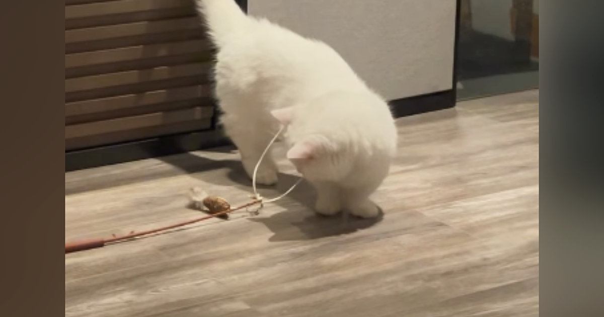 おもちゃを使って1匹で遊んでいた猫…完全に予想外な『笑ってしまう展開』に「一体化可愛すぎｗ」「めっちゃ落ち着いてるｗ」と反響