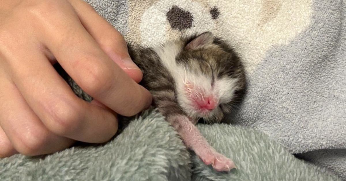 炎天下の草むらの中にいた『目も開いていない子猫』を保護して１年…涙を誘う『成長ビフォーアフター』に1万いいね「愛情のたまもの」「泣ける」