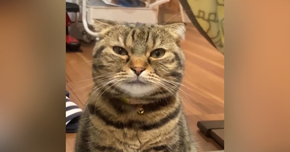 『ごはんが欲しい猫』→目の前に座ると…とんでもなく尊い『まさかのアピール』が60万再生「いっぱいあげたくなっちゃうｗ」「なんていい子」