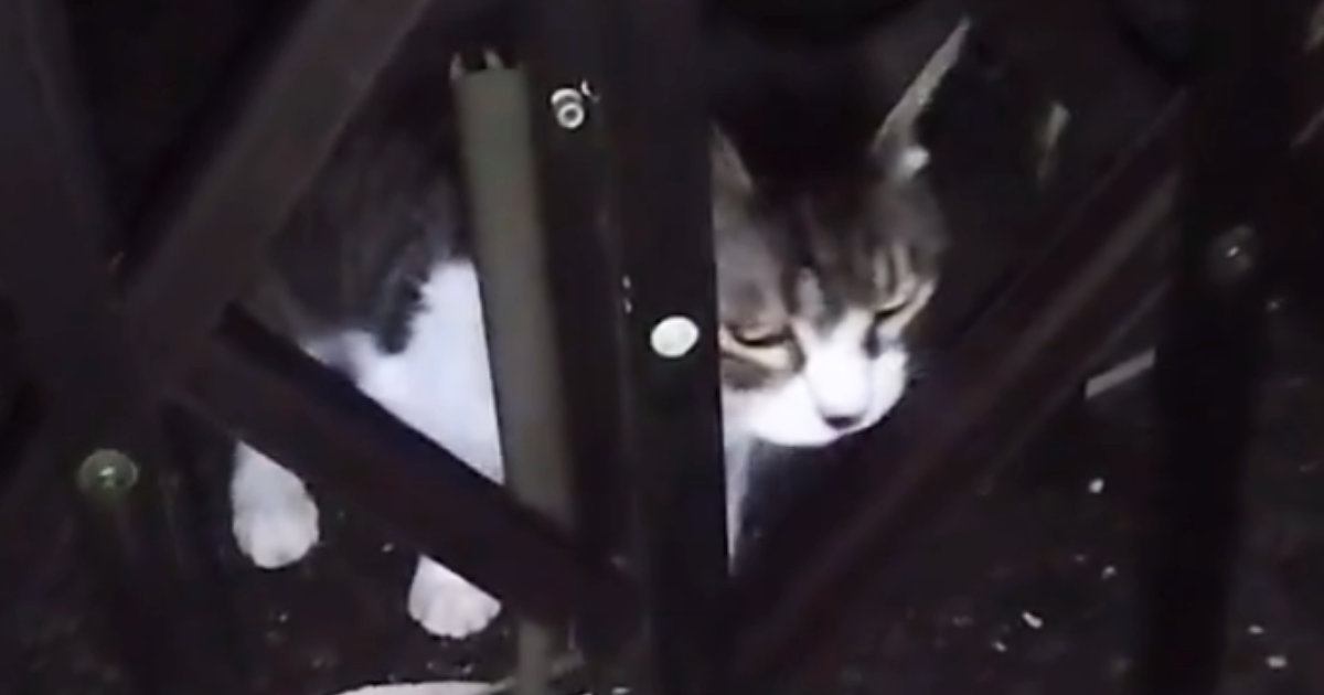 家の外に紐で繋がれ『放置されていた老猫』が保護されて１年…愛情いっぱいにお世話された結果→１５歳の今、猫が見せた『表情』に涙