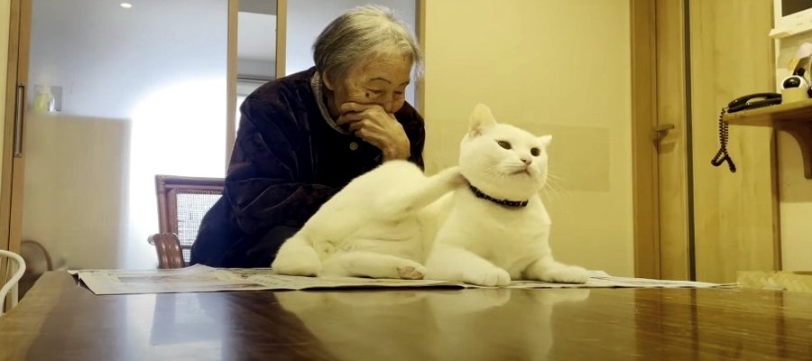 ついに終止符が？！猫ちゃんとおばあちゃんの攻防戦