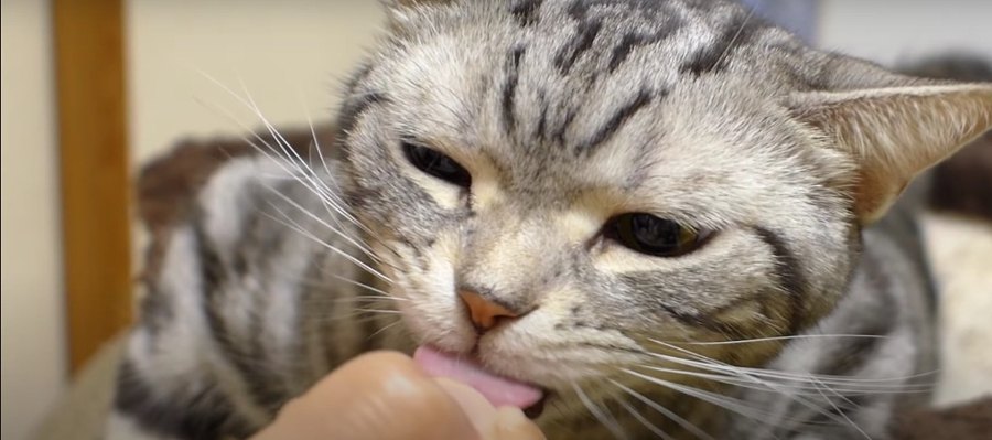 待ってました！猫ちゃんのおやつタイム♡