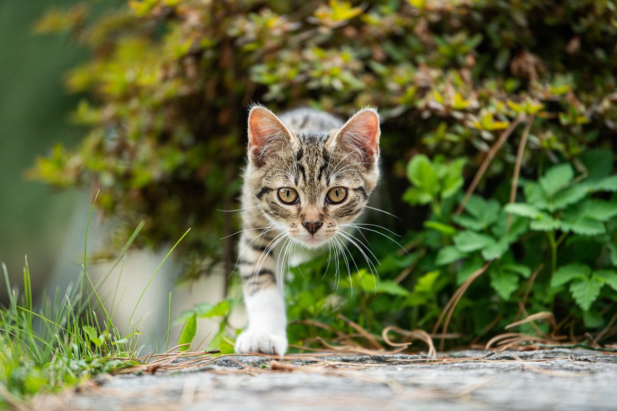 猫に超キケンな『山菜』３選！理由と誤飲・誤食したときの対処法とは