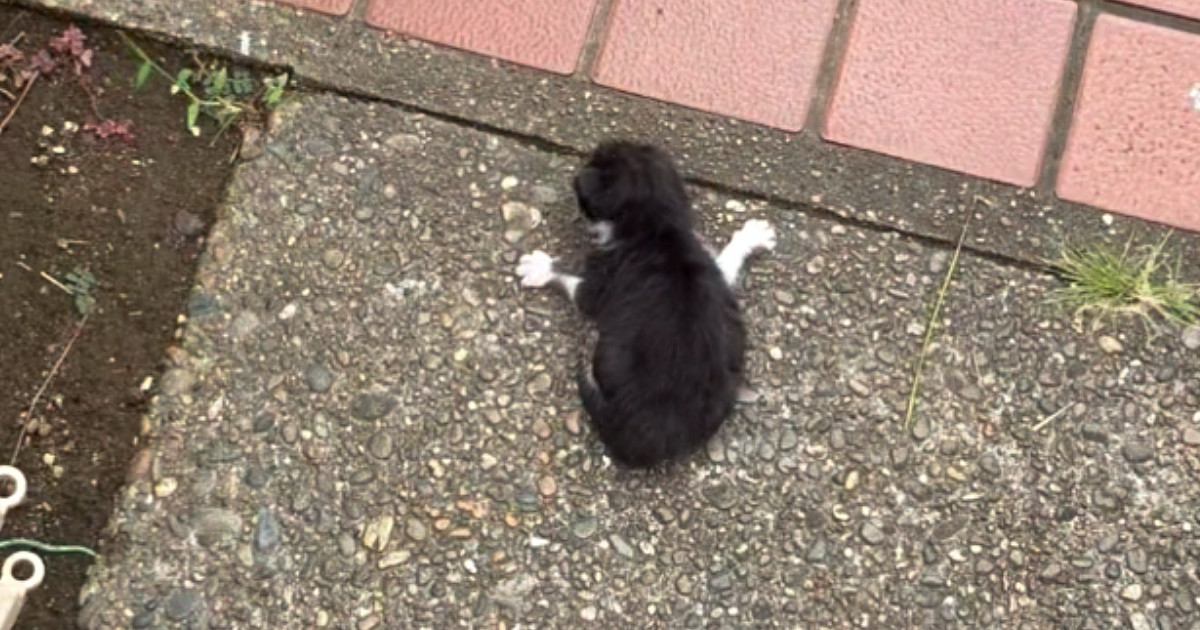 玄関先で『弱っていた子猫』を保護→1か月が経つと…涙あふれる『成長記録』に「よく頑張ったね」「愛情のおかげだと思う」の声
