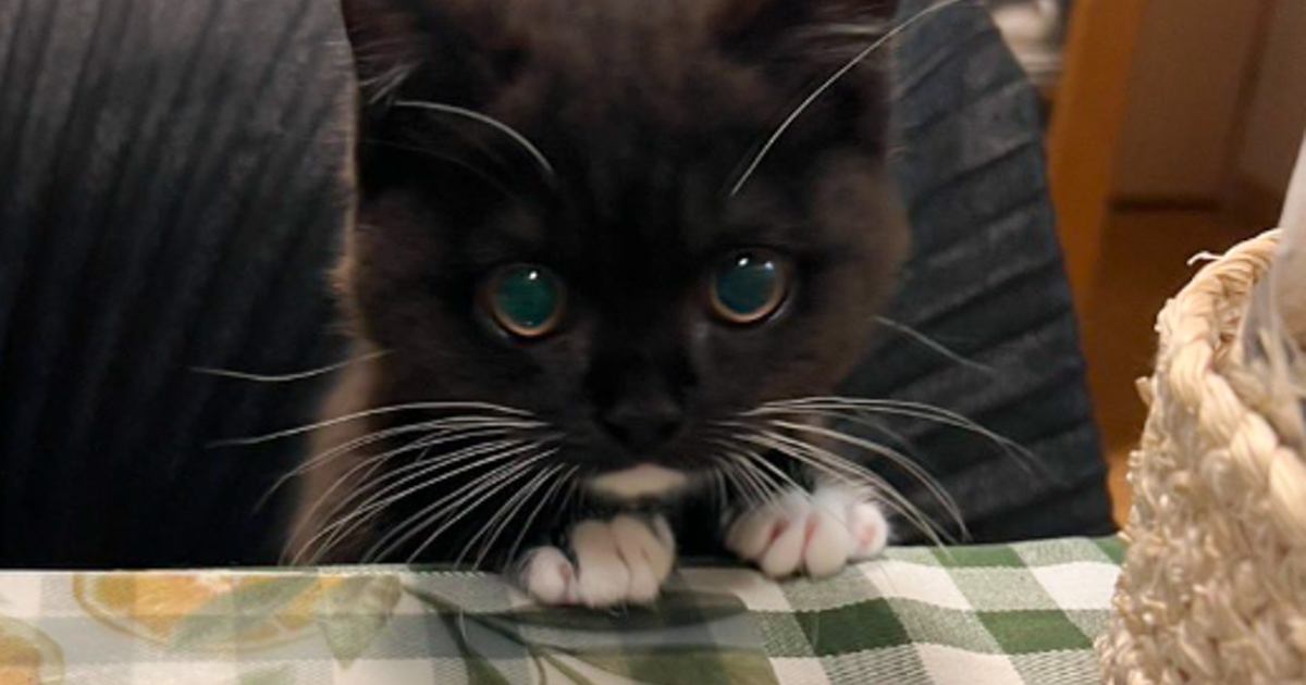 椅子に座るのが上手くなってきた子猫→『テーブルに顔を出す様子』が可愛すぎると3万6000いいね「めっちゃ良い」「お行儀いいねえ」