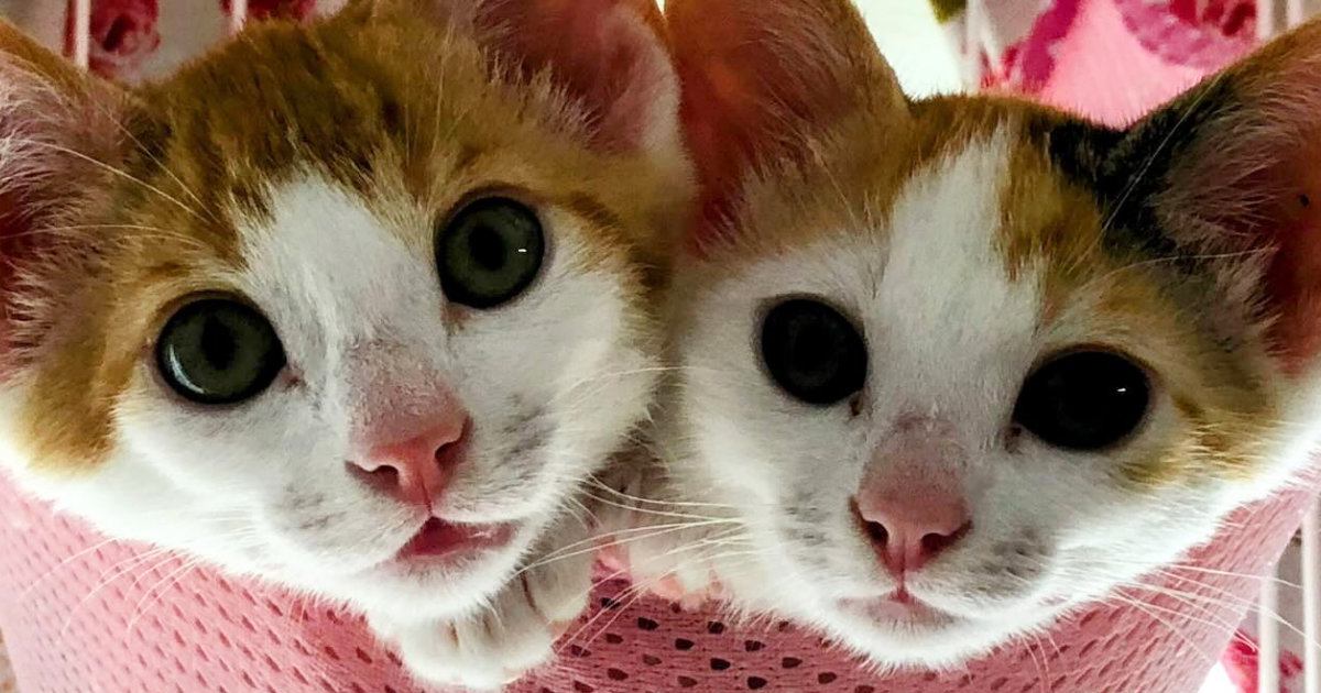 とっても仲良しな『きょうだい子猫』→大きく成長した『現在』…微笑ましいビフォーアフターに反響「めちゃめちゃ可愛い」「わぁ幸せだね」
