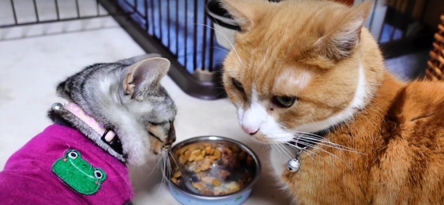 早食いの子猫ちゃん！先輩猫さんのごはんも食べた〜い♡