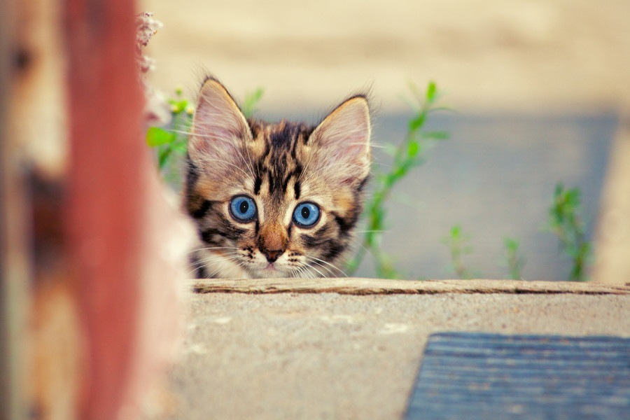 猫の不思議な5つの行動