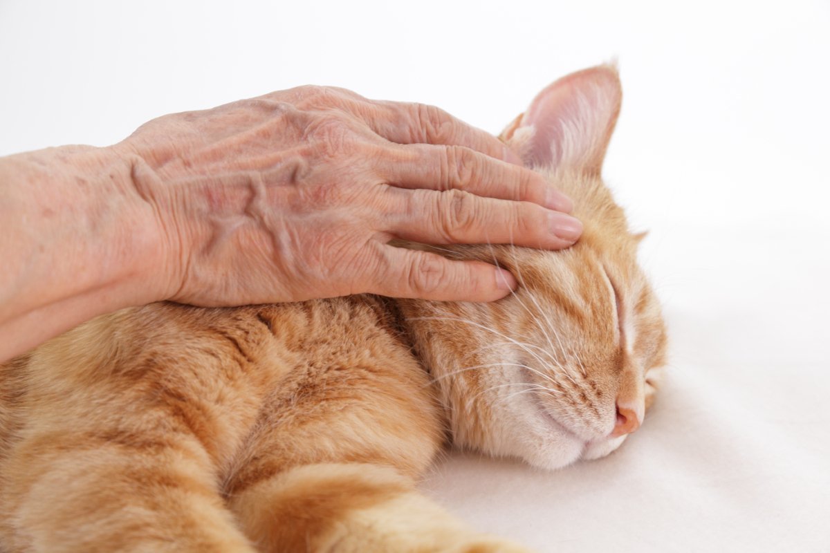 猫が『天国へ旅立つ直前』に残したいメッセージ4つ　最期の時間に込められた飼い主への想いとは