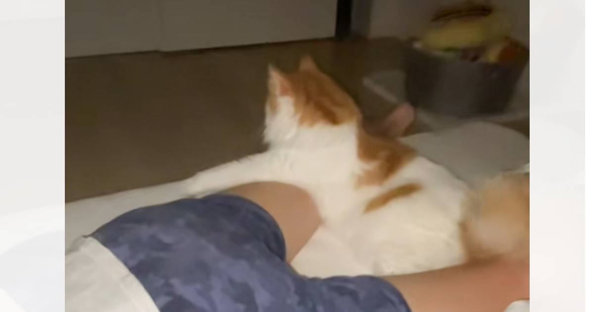 『猫飼ってる人には分かる』幸せから絶望に変わる瞬間をSNSにあげたら…「マジで共感」「めっちゃわかるｗ」と277万再生の大反響