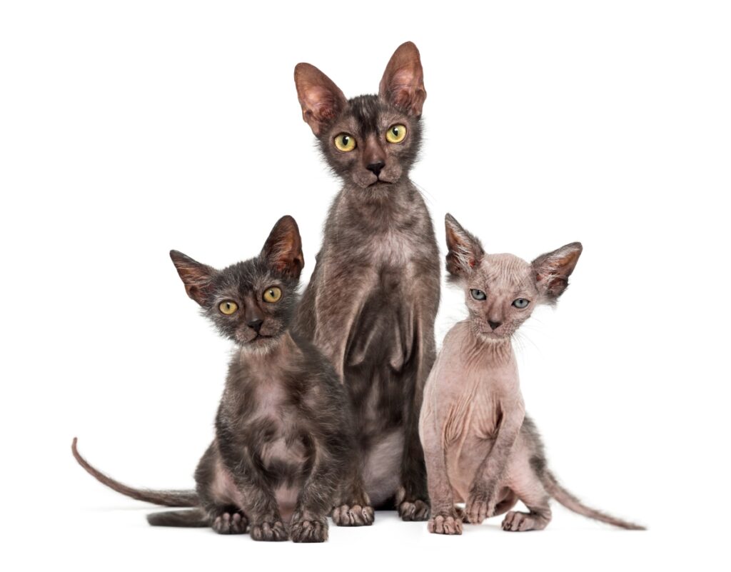 ライコイ（リコイ・リュコイ）｜猫種の特徴や性格、値段の相場や寿命まで解説