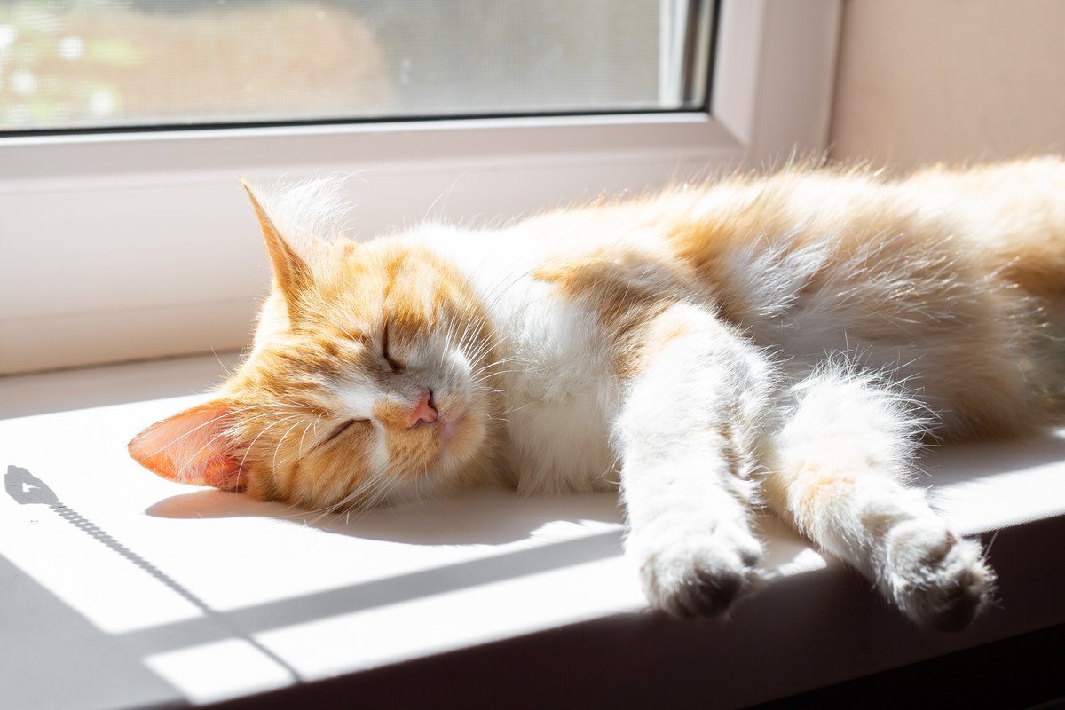 猫がつい『ゴロゴロしたくなる場所』4選　好んで寝転がる理由とは？