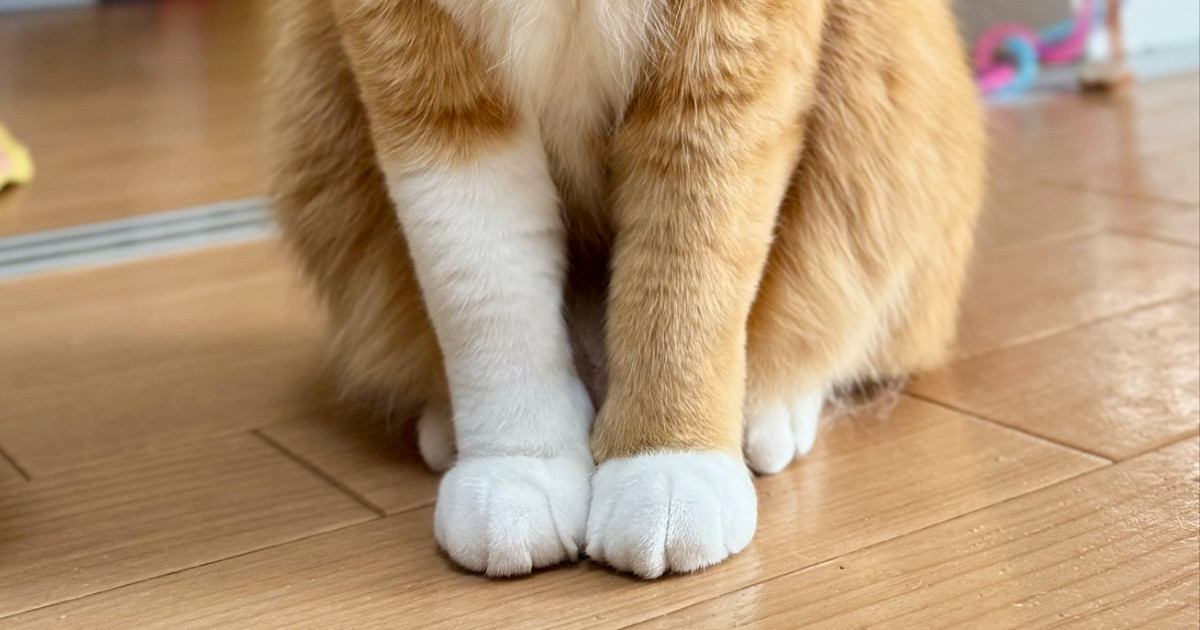 前足の模様が左右で違う猫→飼い主さんが語った"理由"が…思わずほっこりする投稿が94万表示「おしゃれ上級者さん」「かわいすぎ」