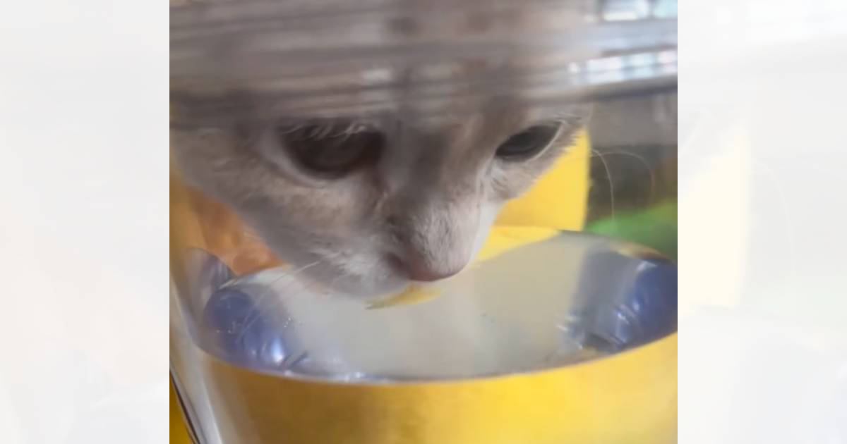 水を飲み始めた猫→角度を変えて見てみたら…想像もしていなかった『まさかの光景』が1454万再生「ブルートゥースｗｗ」「爆笑した」＜海外＞