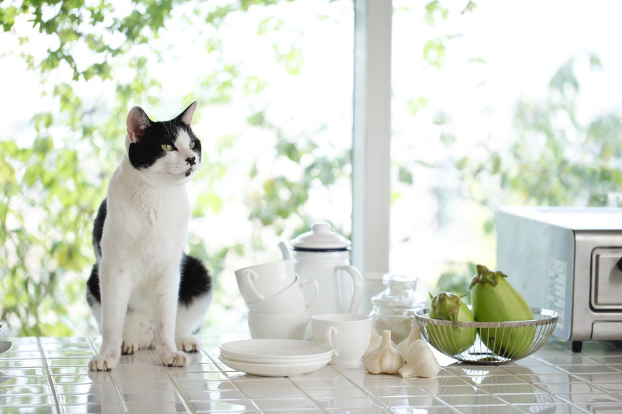 猫にニンニクは絶対NG？実は、そうでもないかも…って本当？