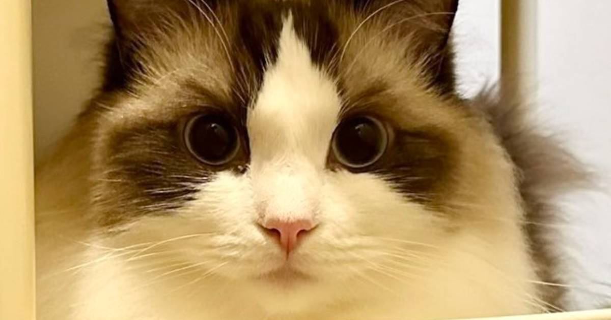 『眉毛みたいな模様』がくっきりと出ている猫→『昔はなかったよね？』と思い見返してみたら……予想外のビフォーアフターに反響