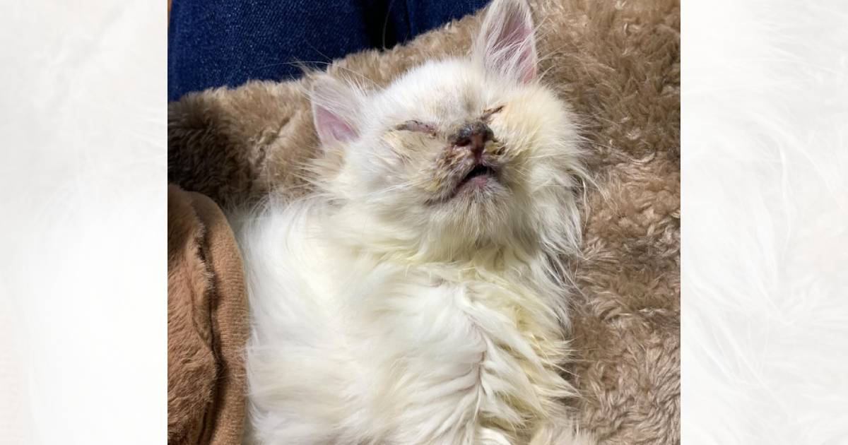 雨で体が濡れて『ぐしゃぐしゃになっていた猫』を保護して３年…想像もしていなかった『驚きの現在』に「感動で涙がでた」「すっごい美猫」と反響