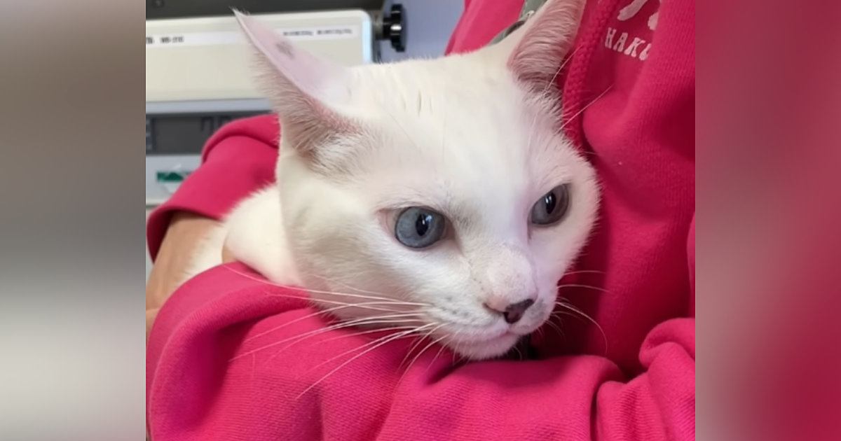 病院が怖くてママのそばから離れない猫…あまりにも可愛すぎる『小さな抵抗』が16万再生「赤ちゃんみたいで愛らしい」「頑張ったね」