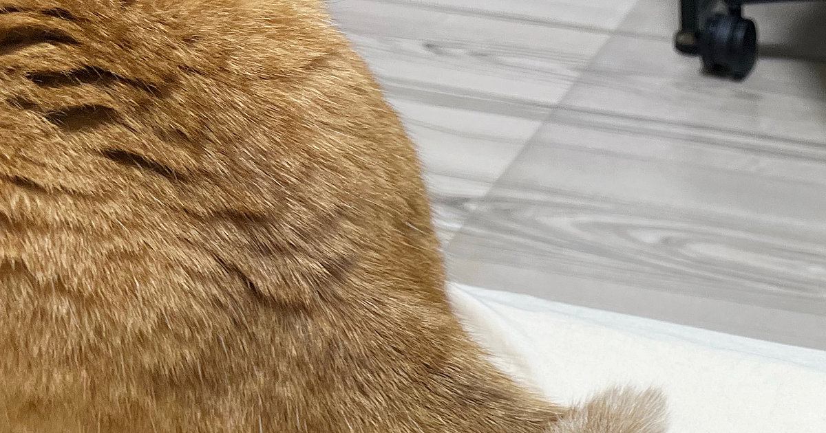 近くでくつろいでいた2匹の猫→『しっぽ』を見たら…まさかの瞬間が素敵すぎると８万いいね「すごく可愛い」「あまりにも尊い」とSNSで反響