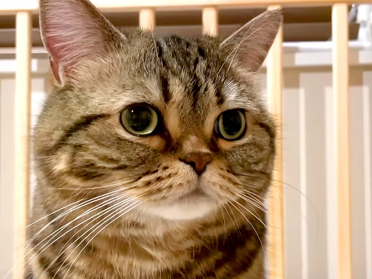 ベビーベッドに興味津々な猫→夜、ふと見てみると…想定外な『微笑ましい光景』に「チェック入りますｗ」「赤ちゃんに戻った？」と反響の声