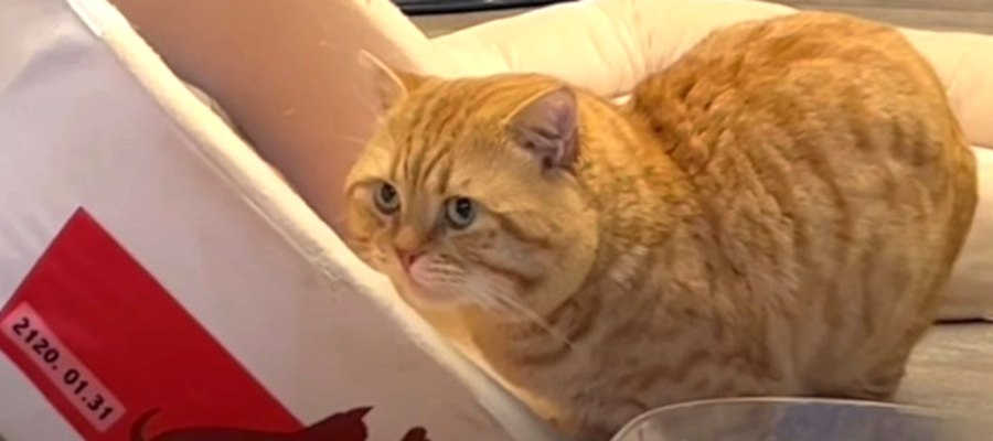 猫ちゃん探偵が何かに気付いた瞬間とは…？