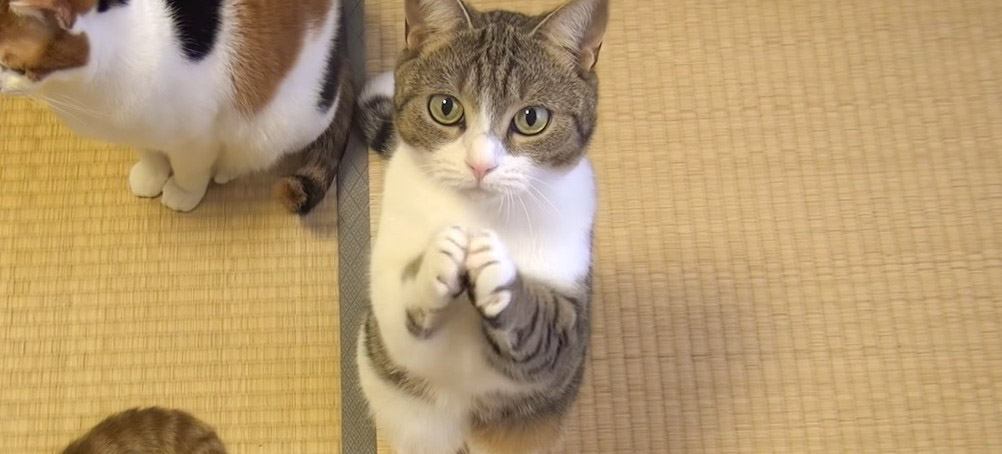 猫が『おやつちょうだい！』とおねだりしたら…343万再生された"可愛すぎるアピール方法"に「鼻血でる」「もらえた時の表情に感動」