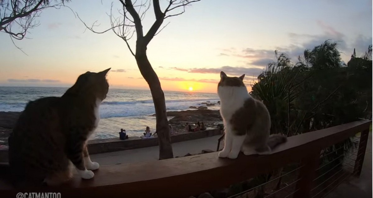 ビーチで猫たちと一緒に初日の出！ノーリードでも大丈夫なんです♪