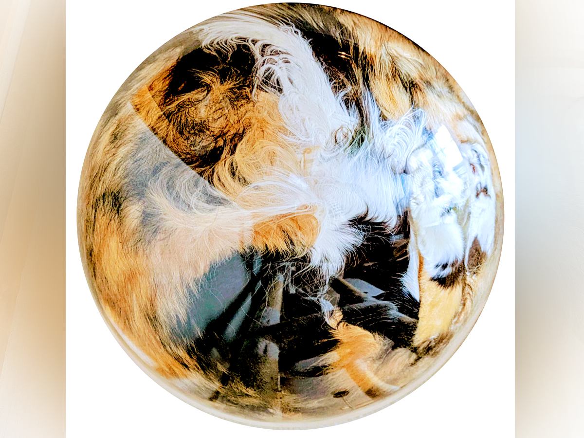 『綺麗な惑星…』透明ボウルに入った猫→下からのぞいてみると…想像を超える『まさかの光景』に「コーヒーゼリーかと」「高級ミケ玉」と反響