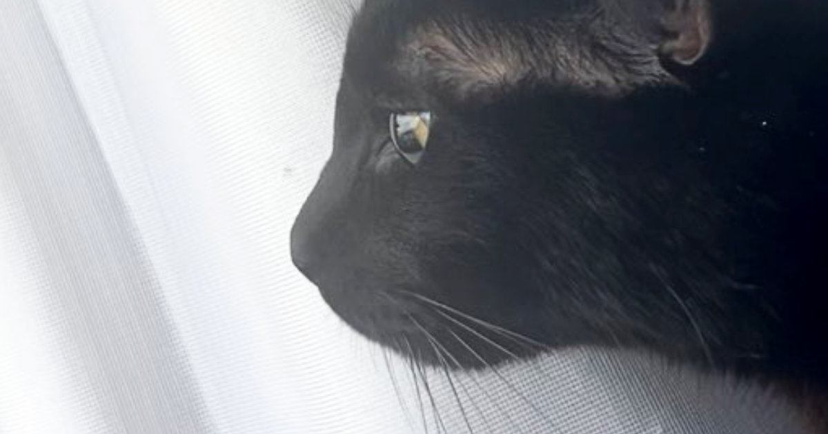 窓辺にいた黒猫→『カラス』が近づいてくると、『耳』がわかりやすく変化して…可愛すぎる瞬間に２万いいね「完全にゴジラ」「怖いよね～」