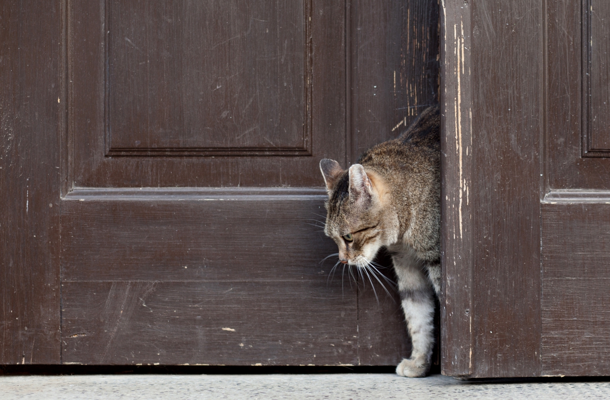 猫の脱走防止扉のタイプ3つとその選び方