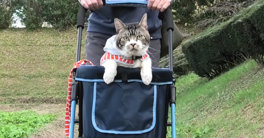 興味津々！カートに乗ってお散歩する猫ちゃん♡