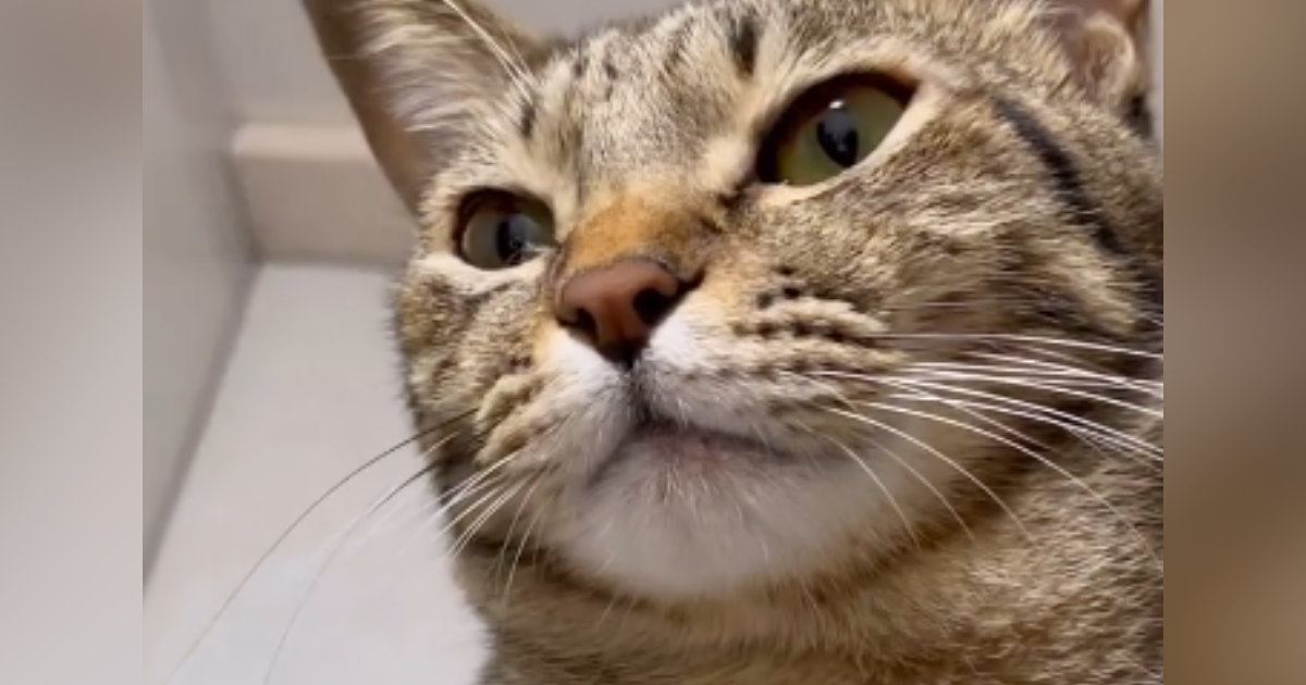 『ぴゃ』と鳴く猫→『口元』を見ていると……飼い主を笑顔にした『まさかのクセ』が35万再生「たまらんねｗ」「何回も見てしまうｗ」