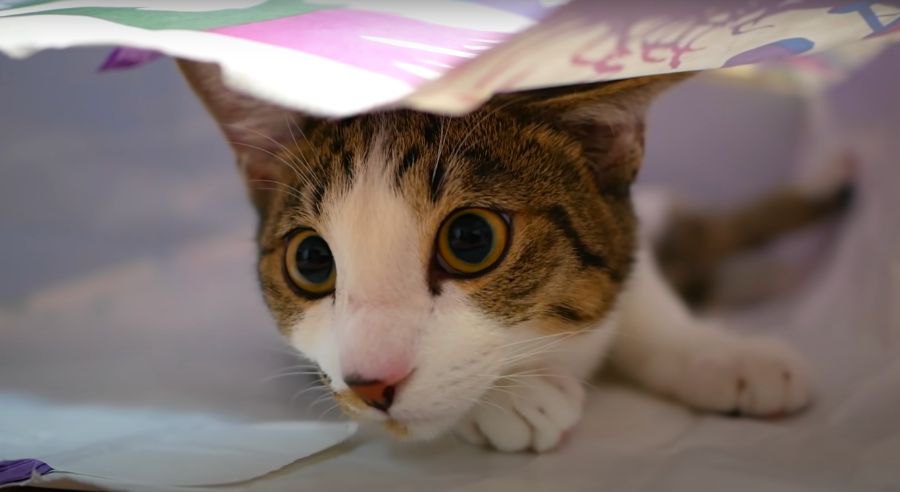 兄猫ちゃんの背中を見て育つ子猫ちゃん！？