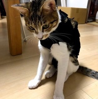 着なくなったＴシャツで猫の体にぴったりな『術後服』を手作りしてみよう！