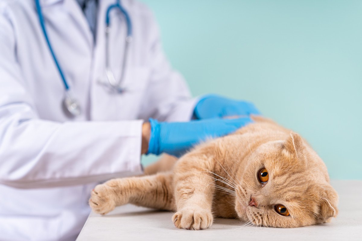 猫の『肝臓病』とは？知っておきたい病気5つと症状、病気を引き起こす原因など