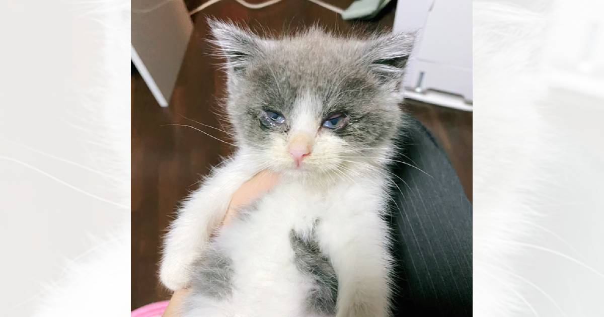 目がぐちゃぐちゃの『とても弱っていた子猫』を保護した結果…思わず泣ける『結末』に「本当にありがとう」「とっても可愛くなった」と感動の声