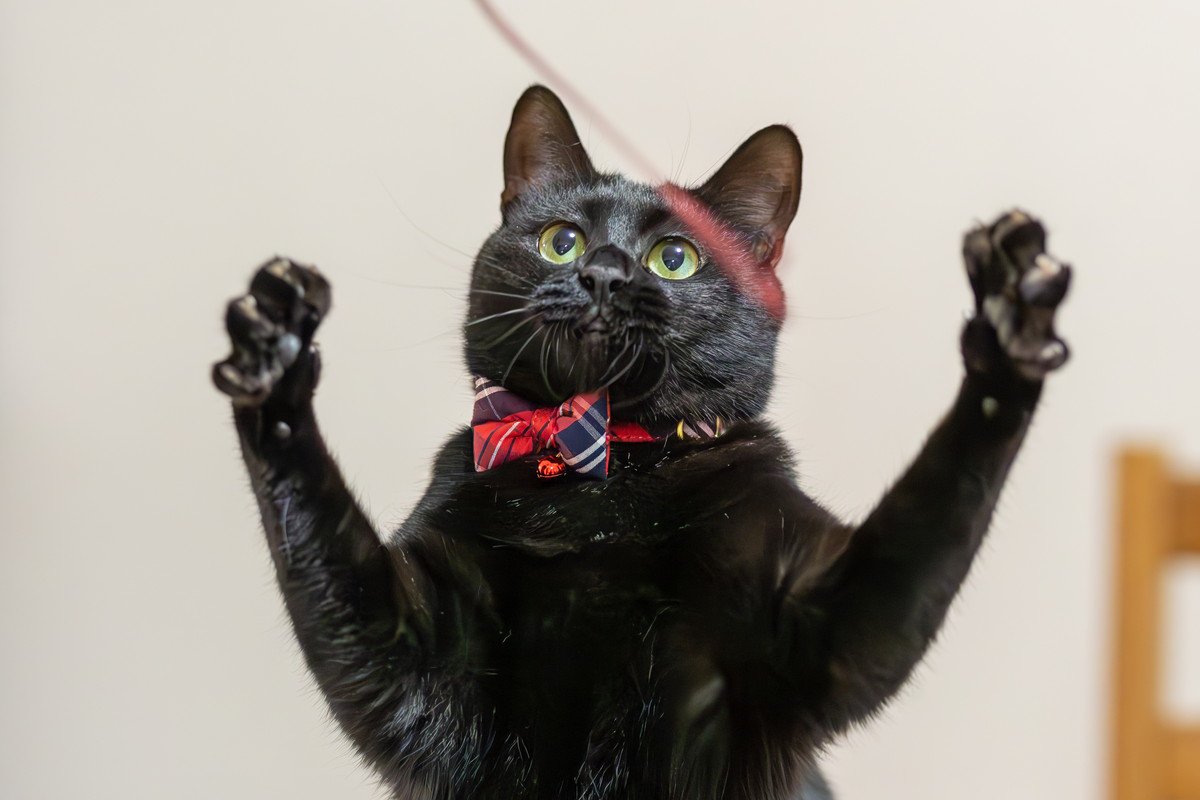 『黒っぽい猫』を上手に撮るコツ3選　真っ黒な写真を防ぐ工夫やアイデアもご紹介