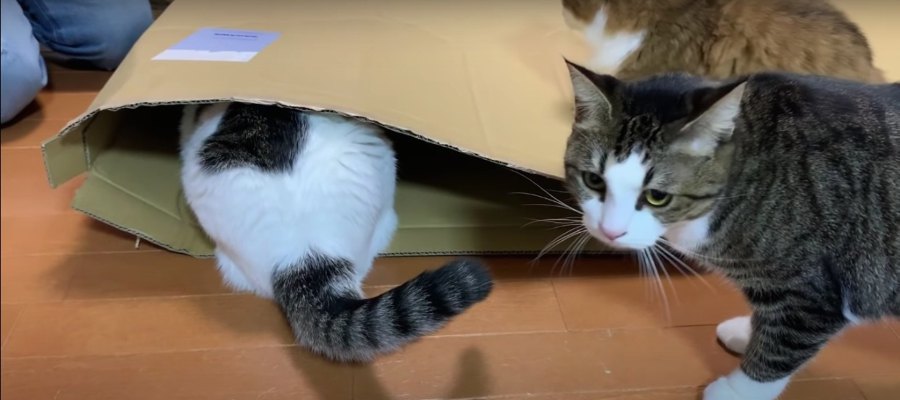 ダンボール遊びで起きた猫ちゃんの悲劇…